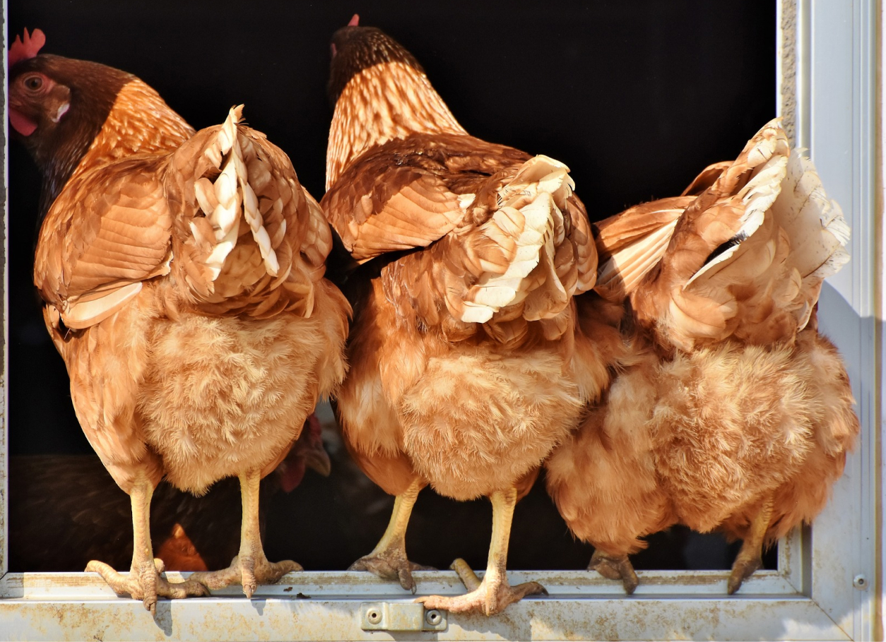 Фитобиотики в птицеводстве: так ли это эффективно на самом деле?